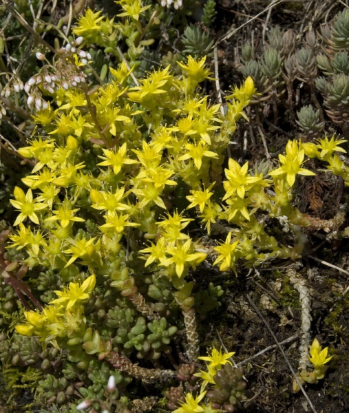 Pflanzenbild gross Scharfer Mauerpfeffer - Sedum acre