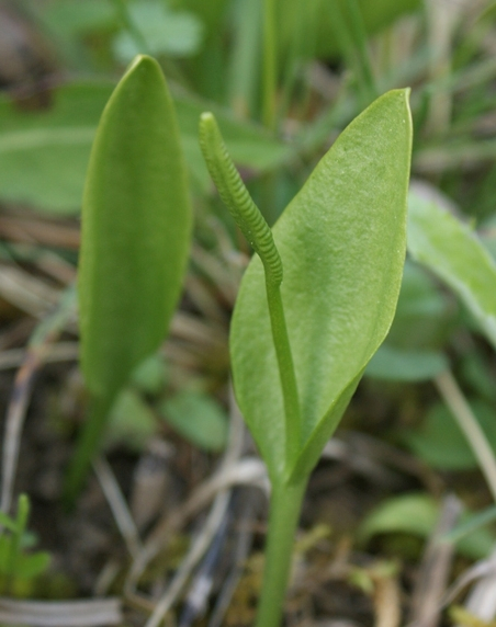 Pflanzenbild gross Gemeine Natterzunge - Ophioglossum vulgatum