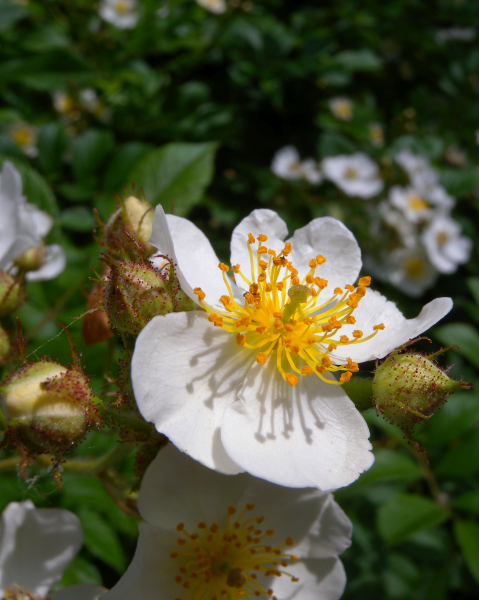 Pflanzenbild gross Vielblütige Rose - Rosa multiflora