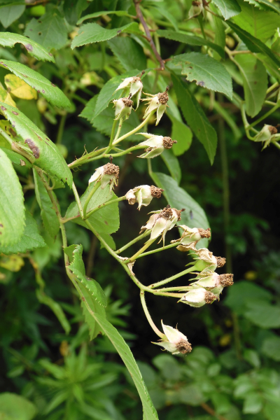 Pflanzenbild gross Vielblütige Rose - Rosa multiflora