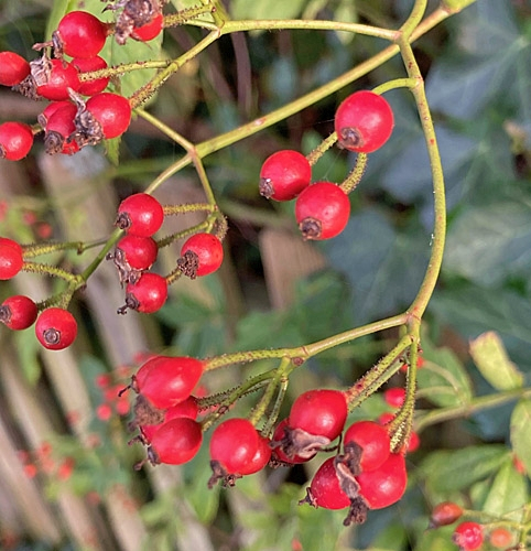 Pflanzenbild gross Vielblütige Rose - Rosa multiflora