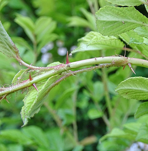 Pflanzenbild gross Vielblütige Rose - Rosa multiflora
