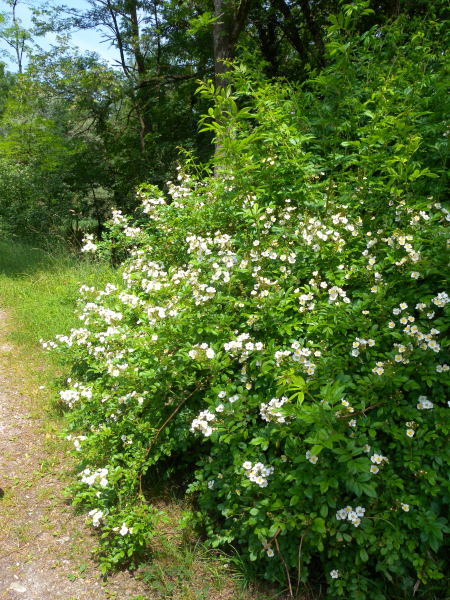 Pflanzenbild gross Vielblütige Rose - Rosa multiflora