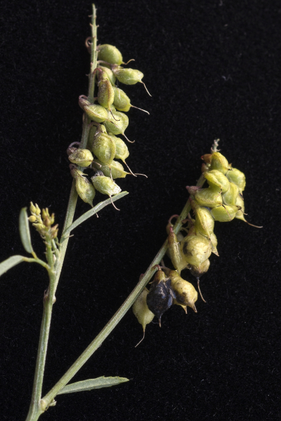 Pflanzenbild gross Hoher Honigklee - Melilotus altissimus