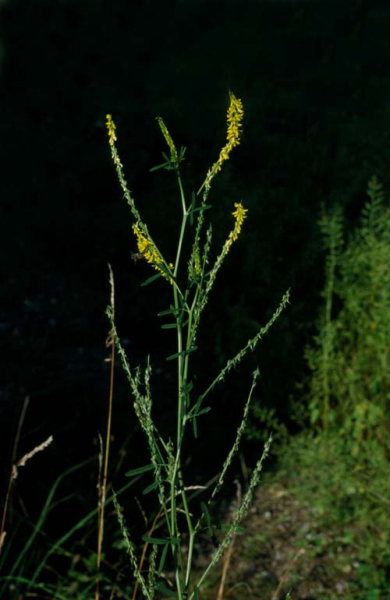 Pflanzenbild gross Hoher Honigklee - Melilotus altissimus
