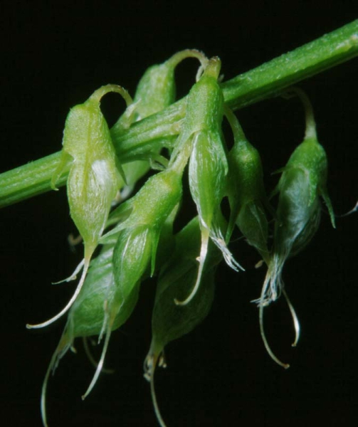 Pflanzenbild gross Hoher Honigklee - Melilotus altissimus