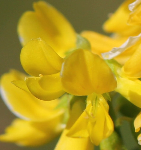 Pflanzenbild gross Hoher Honigklee - Melilotus altissimus