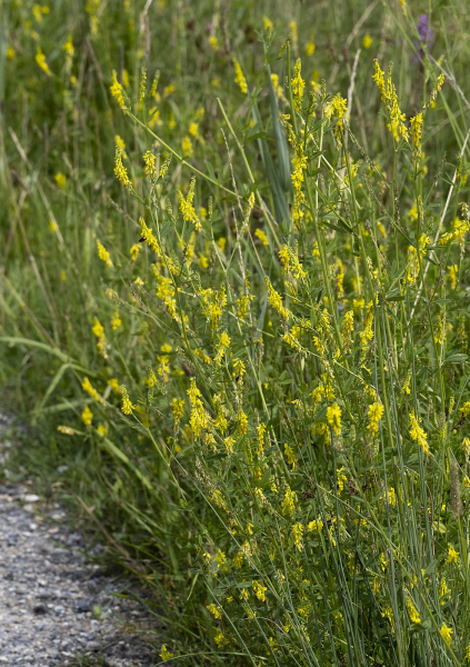Pflanzenbild gross Hoher Honigklee - Melilotus altissimus