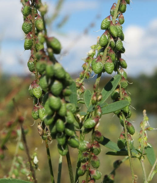 Pflanzenbild gross Echter Honigklee - Melilotus officinalis