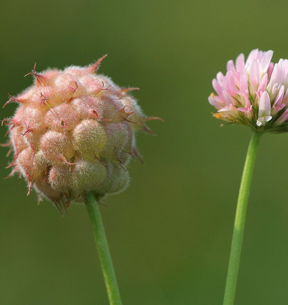 Pflanzenbild gross Erdbeer-Klee - Trifolium fragiferum