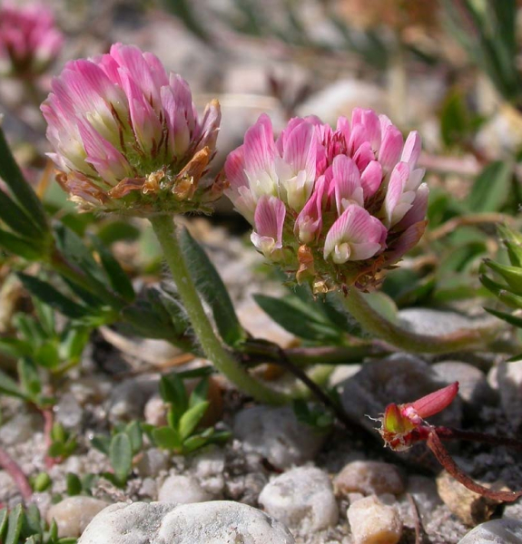 Pflanzenbild gross Erdbeer-Klee - Trifolium fragiferum