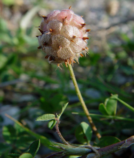 Pflanzenbild gross Erdbeer-Klee - Trifolium fragiferum