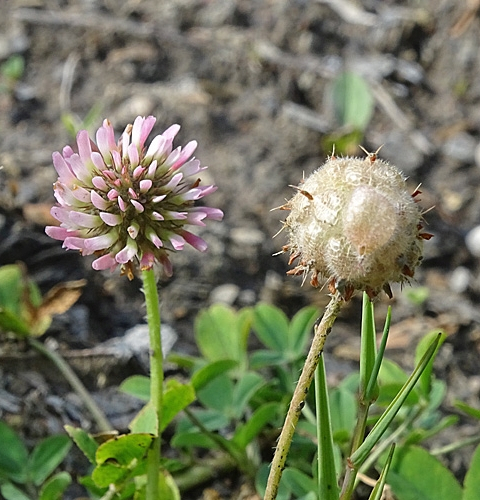 Pflanzenbild gross Erdbeer-Klee - Trifolium fragiferum