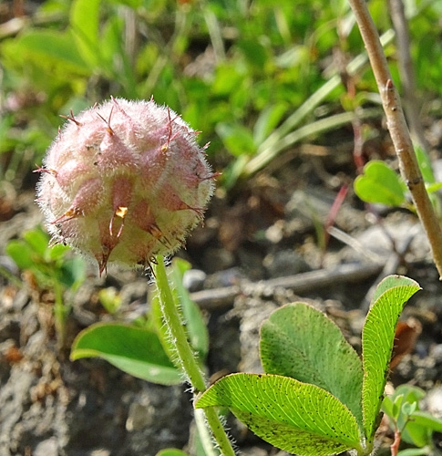 Pflanzenbild gross Erdbeer-Klee - Trifolium fragiferum