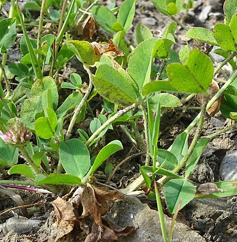 Pflanzenbild gross Erdbeer-Klee - Trifolium fragiferum