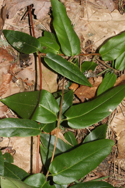Pflanzenbild gross Henrys Geissblatt - Lonicera henryi