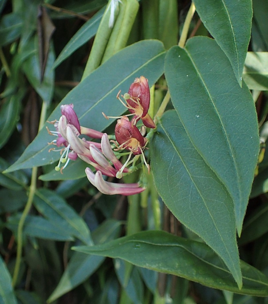 Pflanzenbild gross Henrys Geissblatt - Lonicera henryi