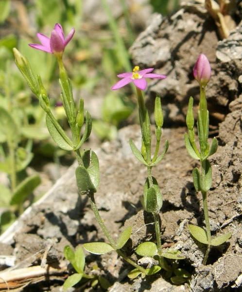 Pflanzenbild gross Kleines Tausendgüldenkraut - Centaurium pulchellum
