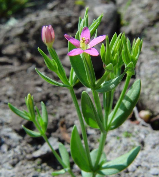 Pflanzenbild gross Kleines Tausendgüldenkraut - Centaurium pulchellum