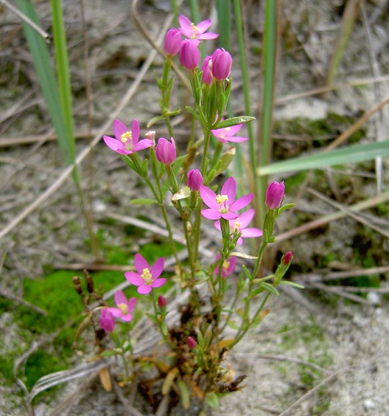 Pflanzenbild gross Kleines Tausendgüldenkraut - Centaurium pulchellum