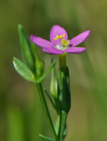 Pflanzenbild gross Kleines Tausendgüldenkraut - Centaurium pulchellum