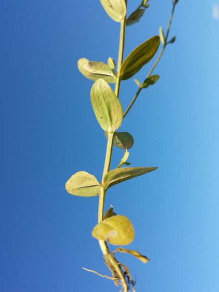 Pflanzenbild gross Kleines Tausendgüldenkraut - Centaurium pulchellum