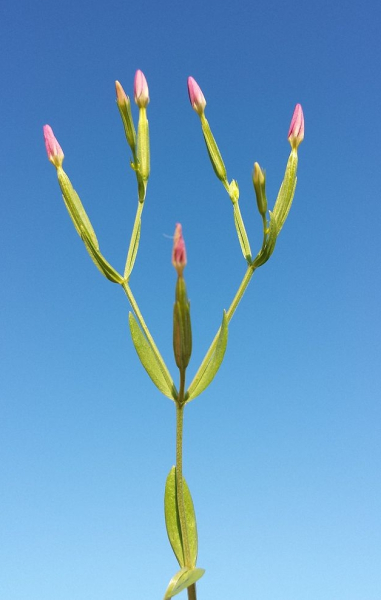 Pflanzenbild gross Kleines Tausendgüldenkraut - Centaurium pulchellum