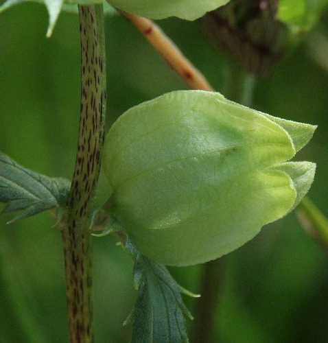 Pflanzenbild gross Kahler Klappertopf - Rhinanthus angustifolius