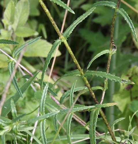 Pflanzenbild gross Kahler Klappertopf - Rhinanthus angustifolius