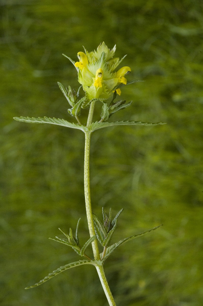 Pflanzenbild gross Kahler Klappertopf - Rhinanthus angustifolius