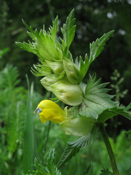 Pflanzenbild gross Kahler Klappertopf - Rhinanthus angustifolius