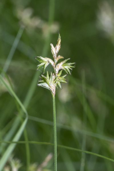 Pflanzenbild gross Zittergras-Segge - Carex brizoides