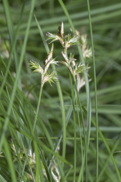 Pflanzenbild gross Zittergras-Segge - Carex brizoides
