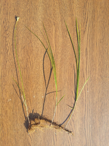 Pflanzenbild gross Zittergras-Segge - Carex brizoides