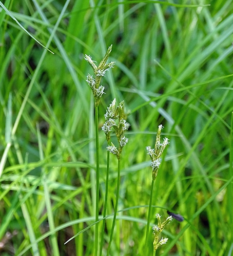 Pflanzenbild gross Zittergras-Segge - Carex brizoides