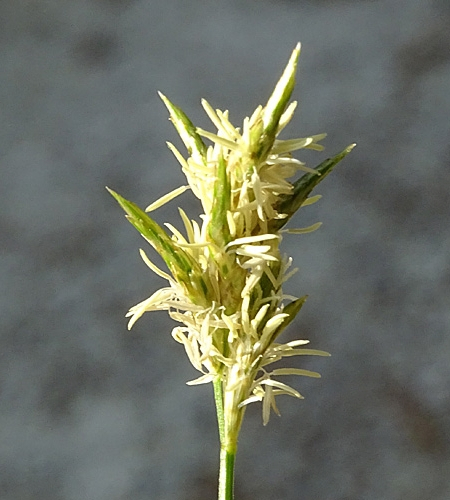 Pflanzenbild gross Zittergras-Segge - Carex brizoides