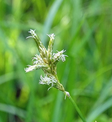 Pflanzenbild gross Zittergras-Segge - Carex brizoides