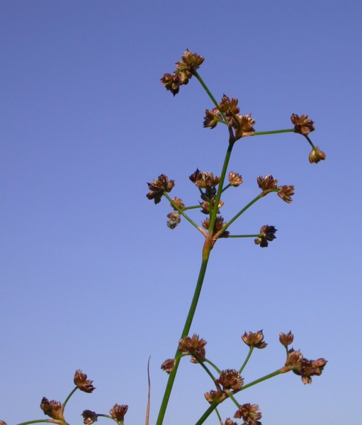 Pflanzenbild gross Knötchen-Binse - Juncus subnodulosus
