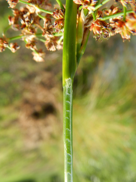 Pflanzenbild gross Knötchen-Binse - Juncus subnodulosus