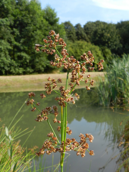 Pflanzenbild gross Knötchen-Binse - Juncus subnodulosus