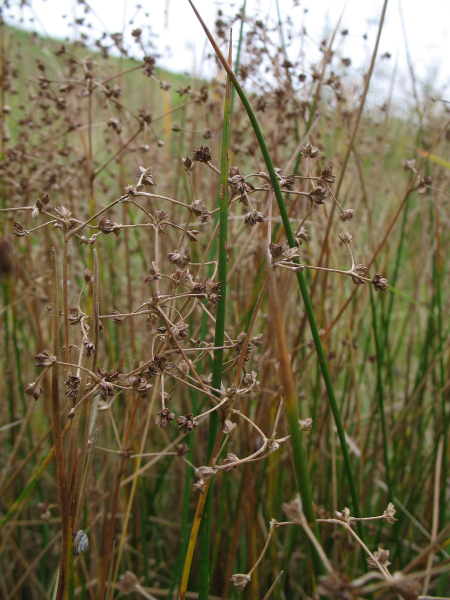 Pflanzenbild gross Knötchen-Binse - Juncus subnodulosus