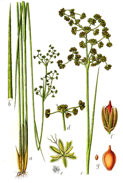 Pflanzenbild gross Knötchen-Binse - Juncus subnodulosus