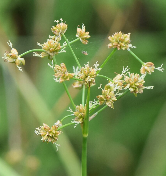Pflanzenbild gross Knötchen-Binse - Juncus subnodulosus