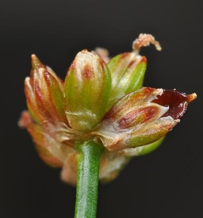 Pflanzenbild gross Knötchen-Binse - Juncus subnodulosus