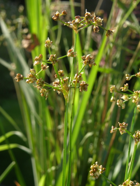 Pflanzenbild gross Knötchen-Binse - Juncus subnodulosus
