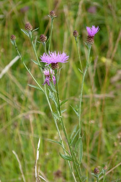 Pflanzenbild gross Schmalblättrige Wiesen-Flockenblume - Centaurea jacea subsp. angustifolia