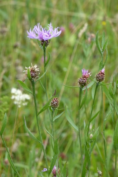 Pflanzenbild gross Schmalblättrige Wiesen-Flockenblume - Centaurea jacea subsp. angustifolia