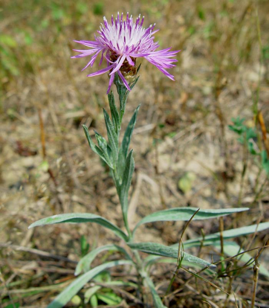 Pflanzenbild gross Schmalblättrige Wiesen-Flockenblume - Centaurea jacea subsp. angustifolia