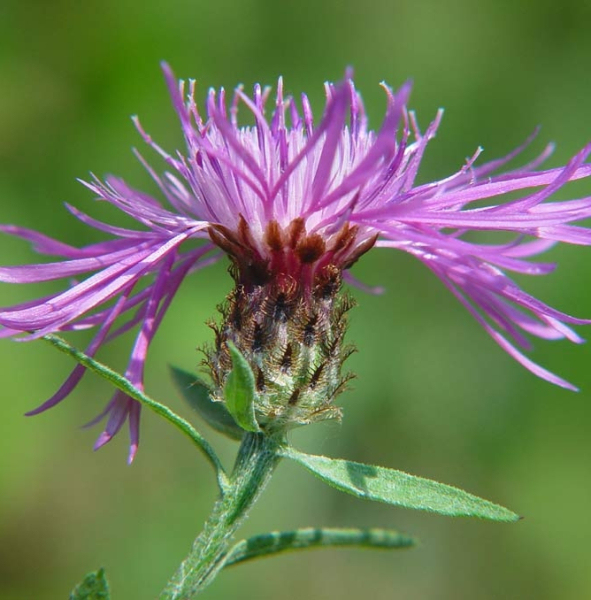Pflanzenbild gross Schmalblättrige Wiesen-Flockenblume - Centaurea jacea subsp. angustifolia
