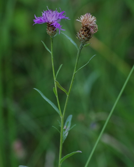 Pflanzenbild gross Schmalblättrige Wiesen-Flockenblume - Centaurea jacea subsp. angustifolia